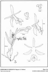 Subgroup Epidendrum Dodson sketch template