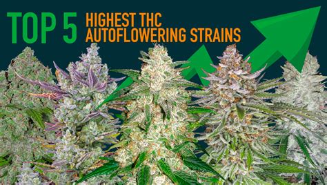 top  highest thc autoflowering strains  fast buds uk
