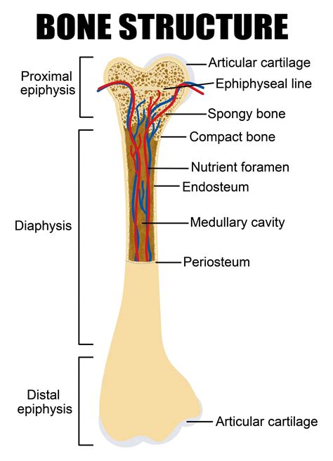 general anatomy   long bone