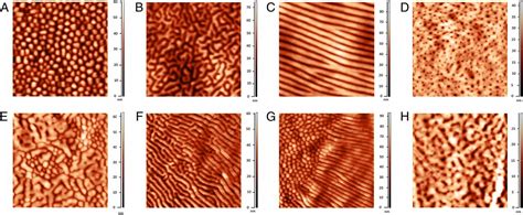 diverse set of turing nanopatterns coat corneae across insect lineages