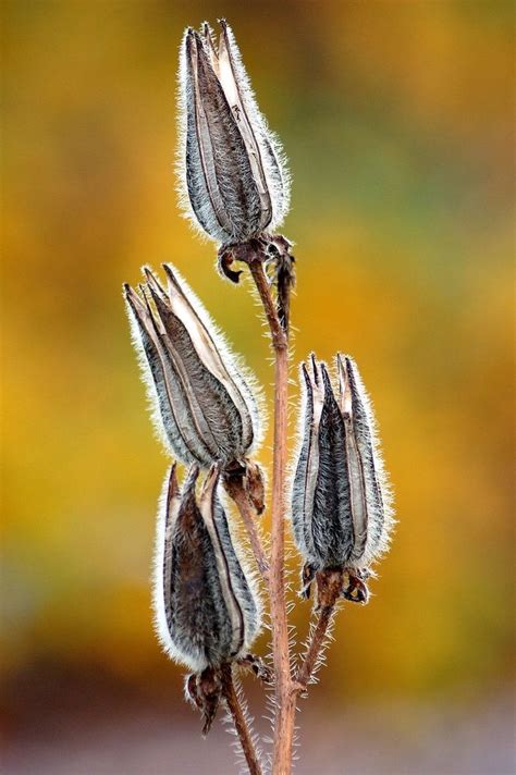 pin  cynthia sumner  fleurs  seed pods flower seeds seeds