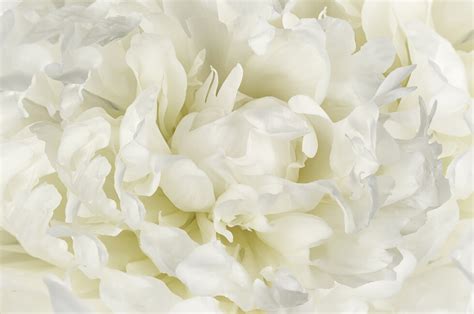 ivory white peony wall mural photo wallpaper photowall