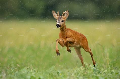 roe deer buck running fast  high quality animal stock