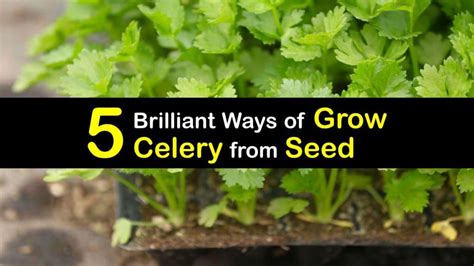brilliant ways  grow celery  seed