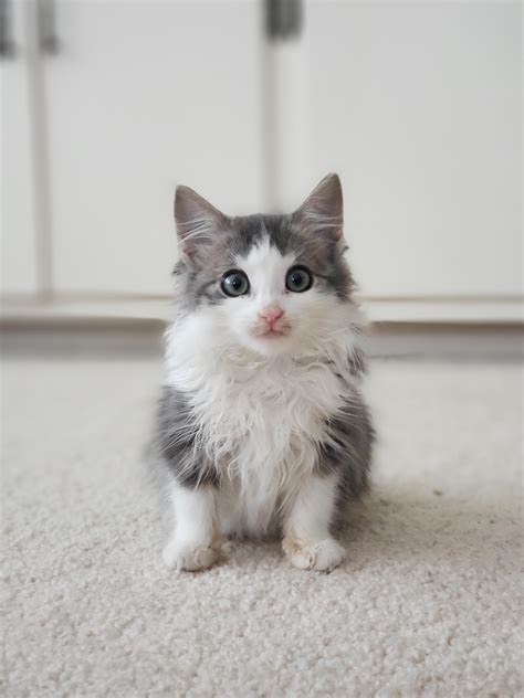 meet  cutest cat ive   raww