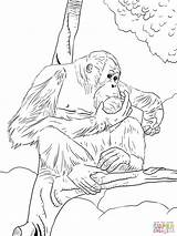Orangutan Bornean Tegninger Farvelægning Orangutans Chimpanzees sketch template