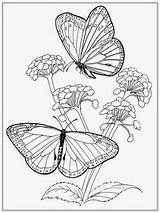 Monarch Realistic Buterfly Caterpillar Papillon Insecte Insects sketch template