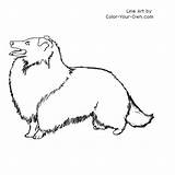 Coloring Sheepdog Shetland Pages Sheltie Dog Drawings Index Kids Own Color 500px 34kb sketch template