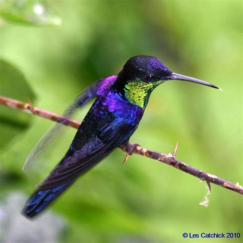 violet crowned woodnymph hummingbird male thalurania flickr
