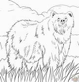 Coloring Bear Pages Alaska Grizzly Printable Woodland Bears Alaskan Color Print Animals Animal Creature Supercoloring Adult Berenstain Halloween Book Colorings sketch template