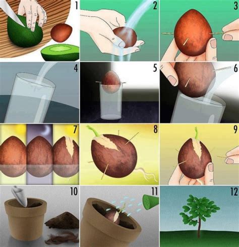 How To Grow Avocado Tree Step By Step Diy Tutorial Instructions How