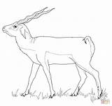 Buck Coloring Pages Blackbuck Drawing Supercoloring Printable Categories sketch template