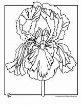 Iris Coloring Flower Pages Printable Flowers Color Print Jr sketch template