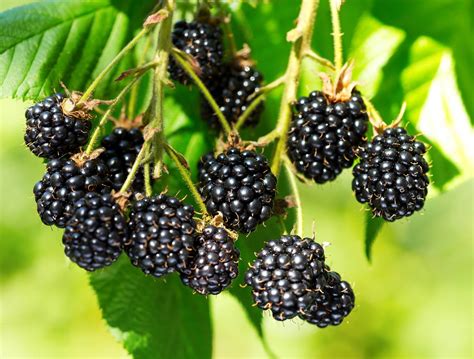 manfaat blackberry  ibu hamil  kesehatan health flashtik