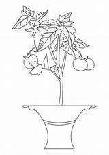 Pflanze Parentune Tomateiro ähnliche Letzte sketch template
