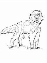 Setter Coloring Gordon Pages Dog Choose Board sketch template