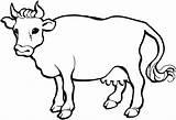 Sapi Mewarnai Vacas Lembu Sketsa Kolase Hewan Tk Vaches Vaca Mewarna Vache Ganado Koleksi Warnaigambartk Cows Bovinos Vacuno Buey Kanak sketch template
