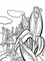 Corn Coloring Pages Stalks Plant Vegetables Kids Stalk Drawing Fun Print Getdrawings Template Color Recommended sketch template