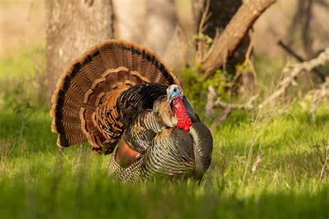hunting spring turkeysmarch  tpw magazine