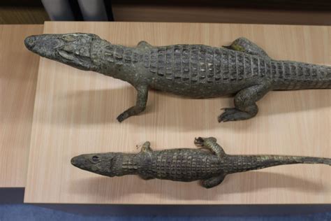 pol pdkl zwei ausgestopfte alligatoren aufgefunden presseportal