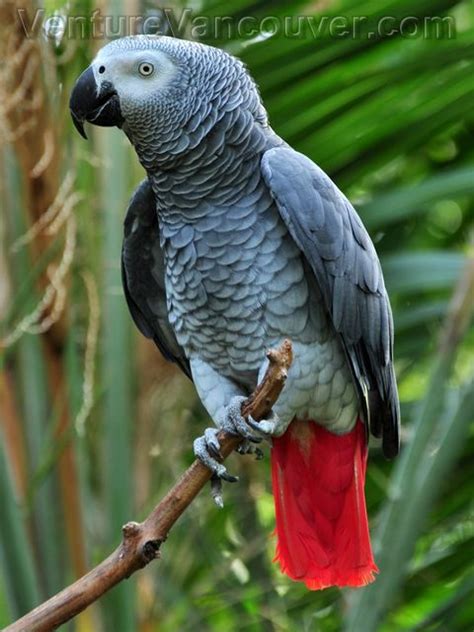 african grey parrot bloedel conservatory vancouver canada animals pinterest grey