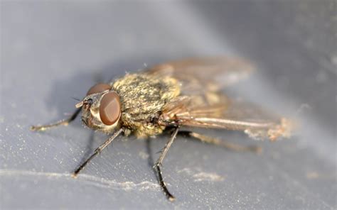 cluster flies      rid   cluster fly infestation pest defence
