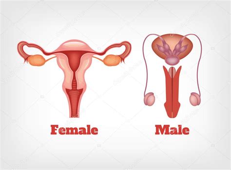 imágenes del sistema reproductor dela mujer y el hombre sistema