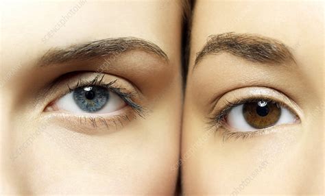 eye colour stock image p science photo library