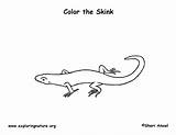 Skink Coloring Lined Five 15kb 612px sketch template