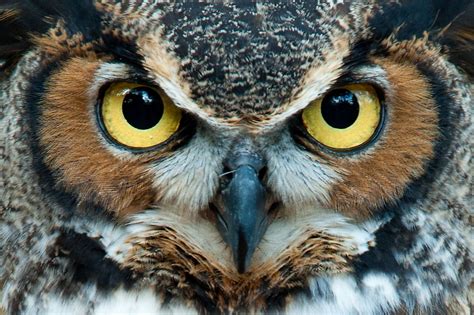 fascinating facts  owls   people  worldatlas