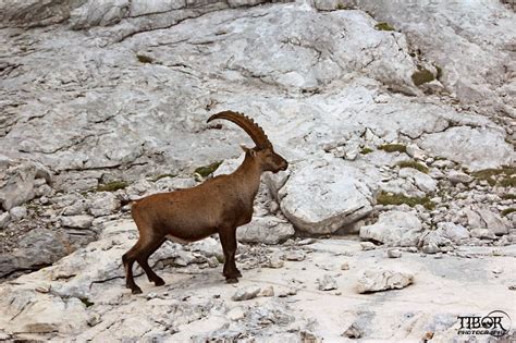 alpine ibex triglav national park travelslovenia