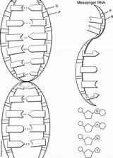Dna Helix Double Biologycorner Rna Worksheets Coloring sketch template