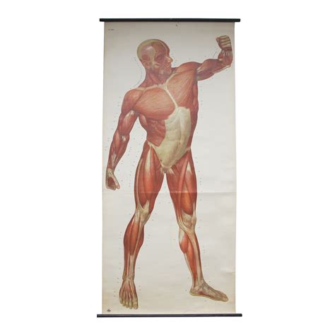 anatomical prints medical studies les trois garcons interiors