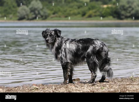 black merle high resolution stock photography  images alamy