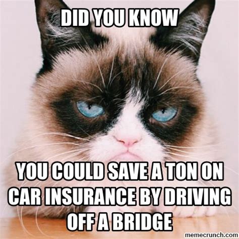 grumpy cat cats  car insurance  pinterest