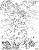 Coloring Pages Wild Pigs Javelina Pig Peccaries Hog Desert Printable Supercoloring Boar Peccary Animals Color Colouring Drawing Adult Animal Sheets sketch template