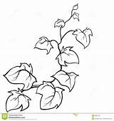 Vine Vines Coloring Ivy Drawing Plant Pages Clipart Flower Sketch Vector Disegno Drawn Pumpkin Creeping Color Pencil Printable Plants Edera sketch template
