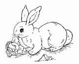 Coloring Rabbit Kids Pages Printable Beautiful Children Animals sketch template