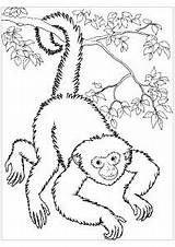 Coloring Monkeys Monkey Pages Kids Spider Color Easy Panama Printable Colouring Colour Print Animals Getdrawings Getcolorings sketch template