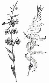 Fireweed Wilderness Alaska Medicines sketch template