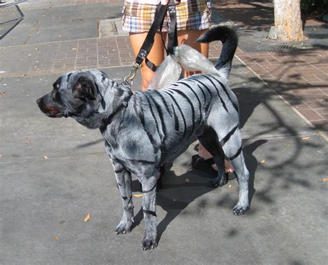 zebra dog leash  fitness