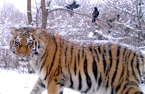 Putin S Siberian Tiger Cleared Of Eating Chinese Takeaway
