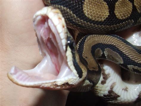 royal python   yawn joe flickr