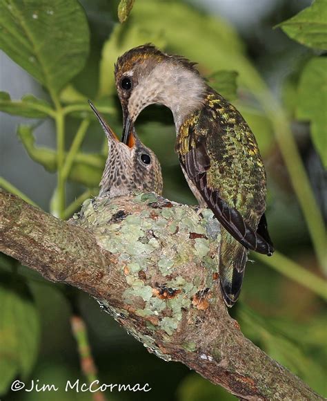 Ohio Birds And Biodiversity Nature Female Hummingbird An