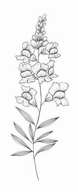 Snapdragon Drawing Flower Snapdragons Coloring Sketch Tattoo Drawings Illustration Dragon Snap Tattoos Flowers Designlooter Paintingvalley Grow Botanical Final Chest 580px sketch template