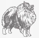 Keeshond 2e Keeshonden Rubber sketch template