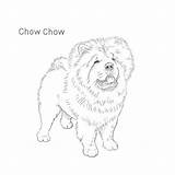 Chow Breed Sketch Coloring sketch template