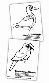 Footed Blue Booby Coloring Designlooter Macaw Birdorable Winged Green Pages sketch template