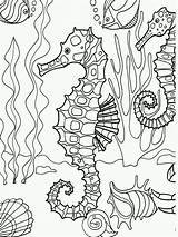 Coloring Adult Seahorse Pages Underwater Popular sketch template