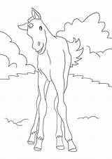 Fohlen Pferde Malvorlagen Pferd Pferden Ponys sketch template